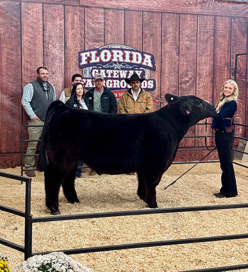 Black Cow at the Florida Gateway Fair